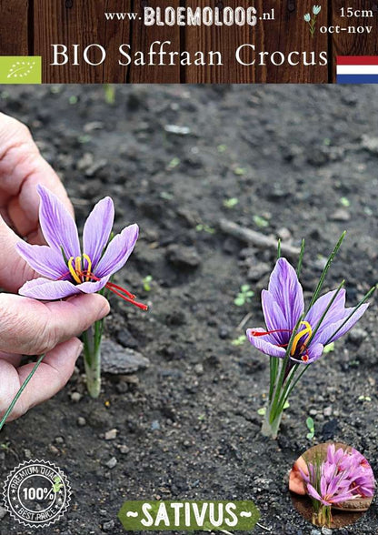 Bio Crocus 'Sativus' – Biologische saffraankrokus, herfstbloeiende bloembol | Bloemoloog