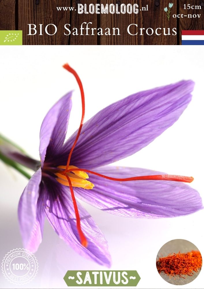 Bio Crocus 'Sativus' – Biologische saffraankrokus, herfstbloeiende bloembol | Bloemoloog