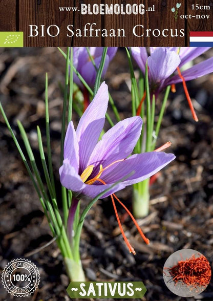 Bio Crocus 'Sativus' – Biologische saffraankrokus, herfstbloeiende bloembol | Bloemoloog