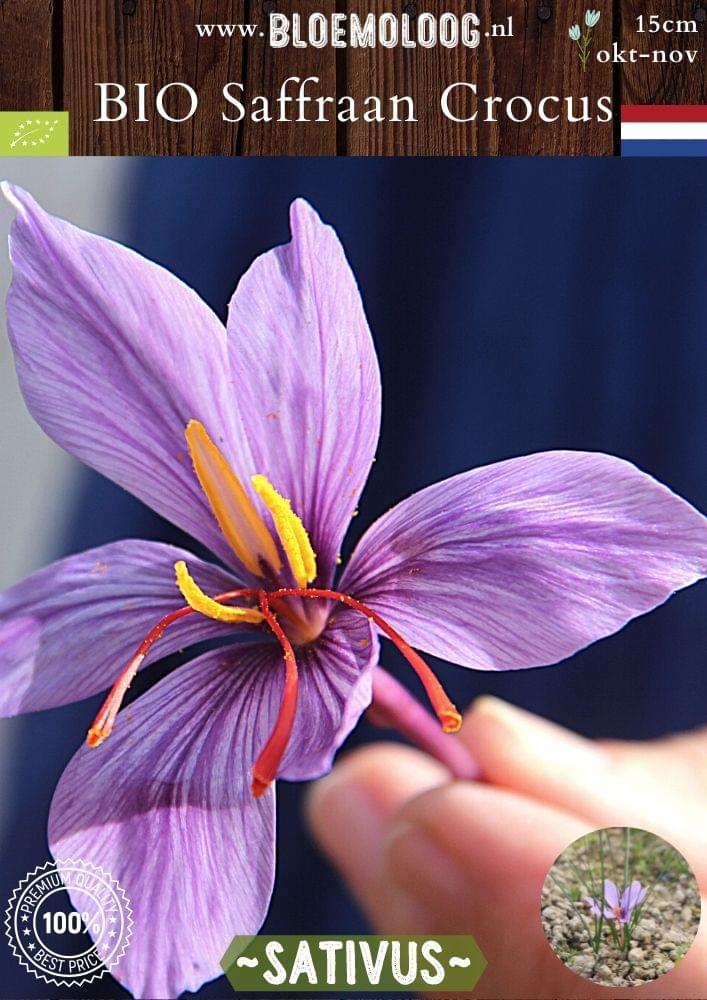 Bio Crocus 'Sativus' paarse biologische Saffraan krokus- Bloemoloog