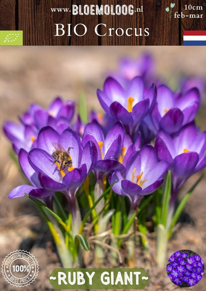 Bio Crocus tommasinianus 'Ruby Giant' – Biologische paarse botanische boerenkrokus | Bloemoloog