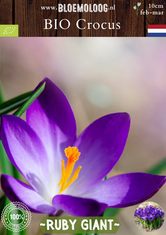 Bio Crocus tommasinianus 'Ruby Giant' – Biologische paarse botanische boerenkrokus | Bloemoloog