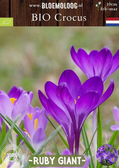 Bio Crocus tommasinianus 'Ruby Giant' – Biologische paarse botanische boerenkrokus | Bloemoloog