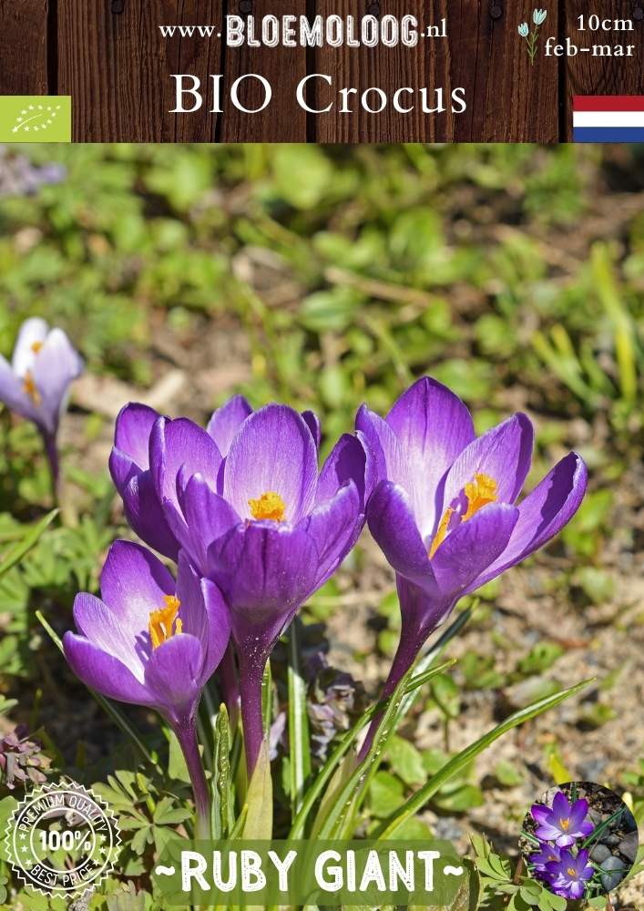 Bio Crocus tommasinianus 'Ruby Giant' – Biologische paarse botanische boerenkrokus | Bloemoloog