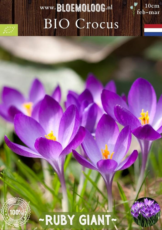 Bio Crocus tommasinianus 'Ruby Giant' – Biologische paarse botanische boerenkrokus | Bloemoloog