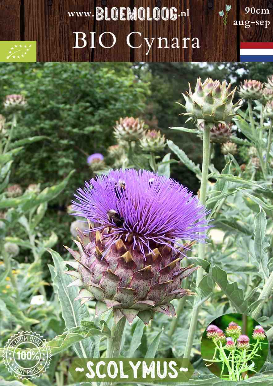 Bio Cynara Scolymus 'Green Globe' - Artisjokplant kopen | Bloemoloog.nl