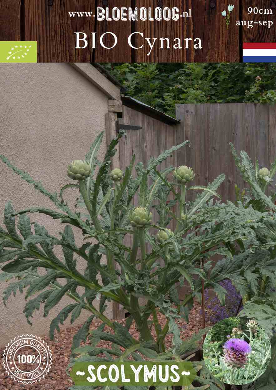 Bio Cynara Scolymus 'Green Globe' - Artisjokplant kopen | Bloemoloog.nl