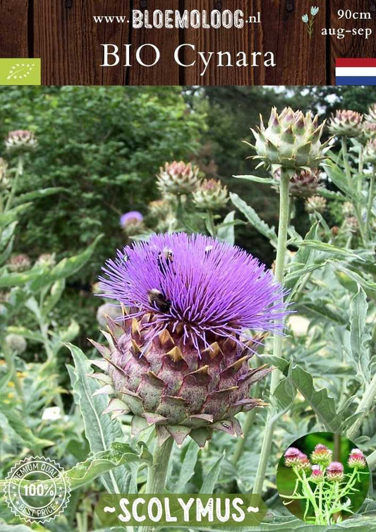 Bio Cynara Scolymus 'Green Globe' - Biologische artisjokplant kopen | Bloemoloog.nl