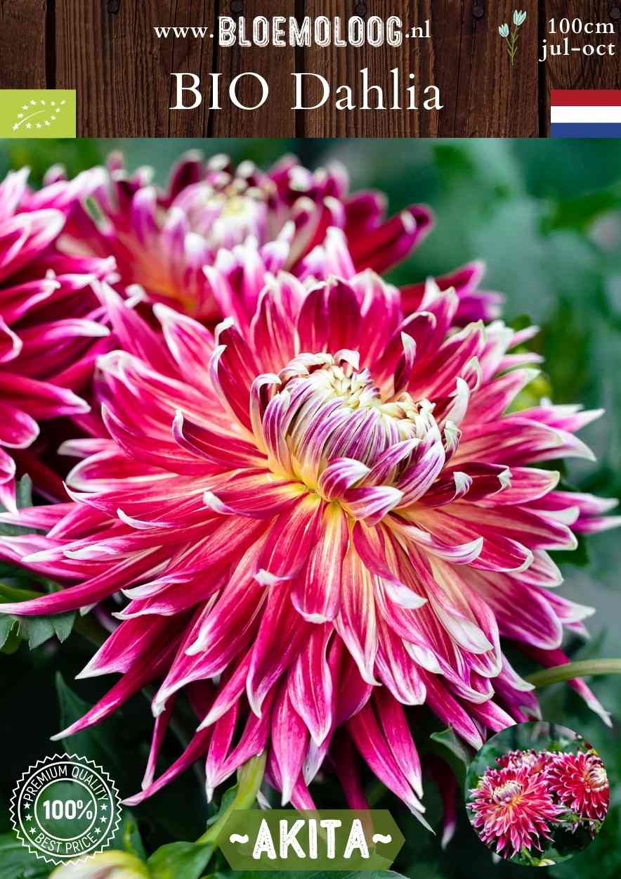 Bio Dahlia 'Akita' - biologische rood/gele dinnerplate dahlia kopen | Bloemoloog.nl