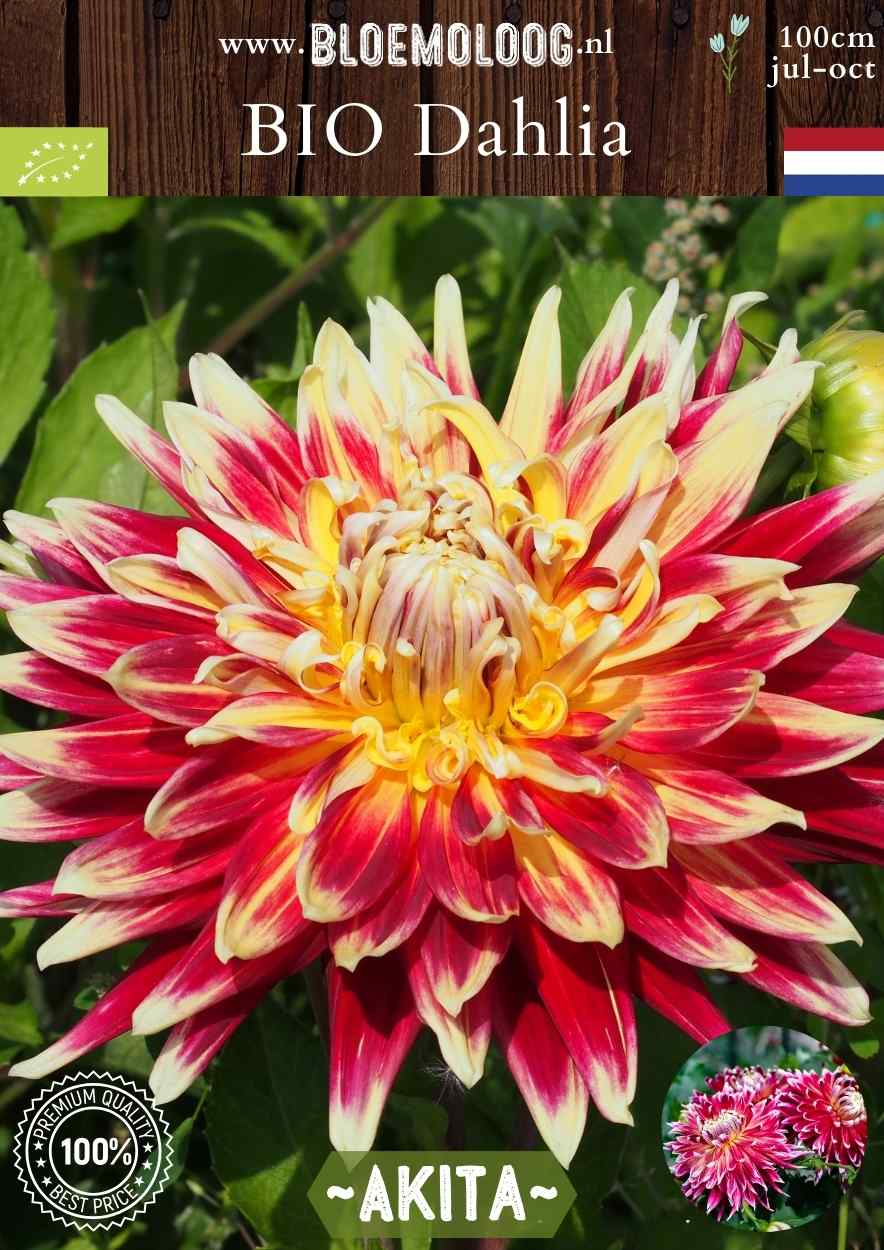 Bio Dahlia 'Akita' - biologische rood/gele dinnerplate dahlia kopen | Bloemoloog.nl