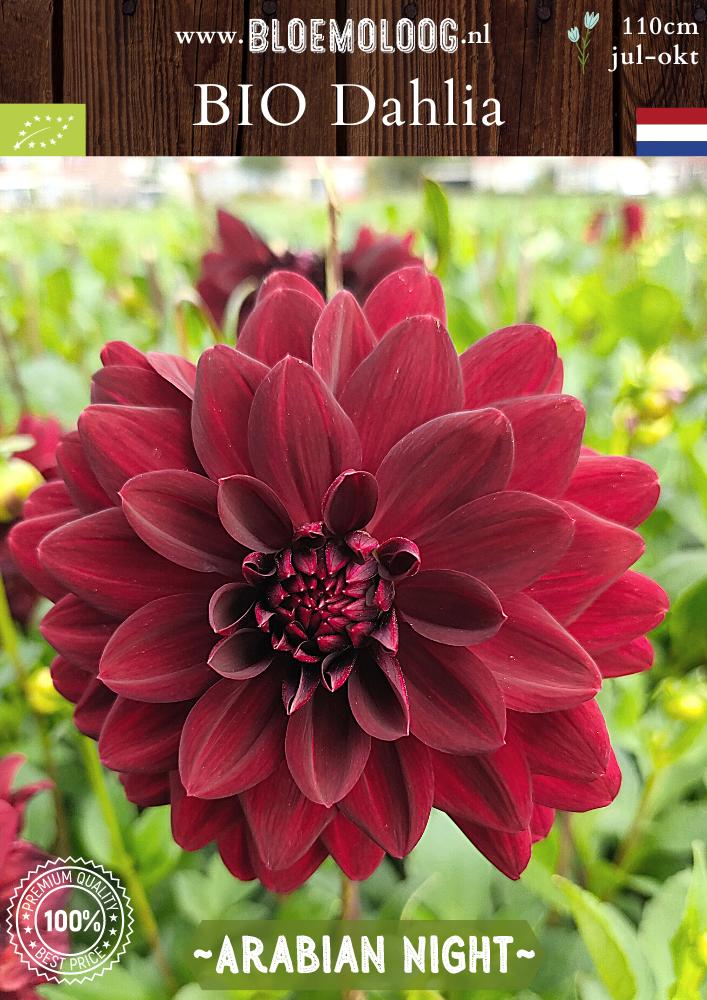 Dahlia 'Arabian Night