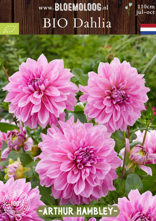 Bio Dahlia 'Arthur Hambley' - roze biologische dinnerplate dahlia | Bloemoloog.nl