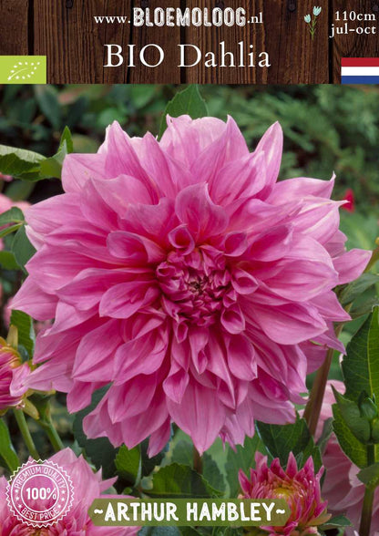 Bio Dahlia 'Arthur Hambley' - roze biologische dinnerplate dahlia | Bloemoloog.nl