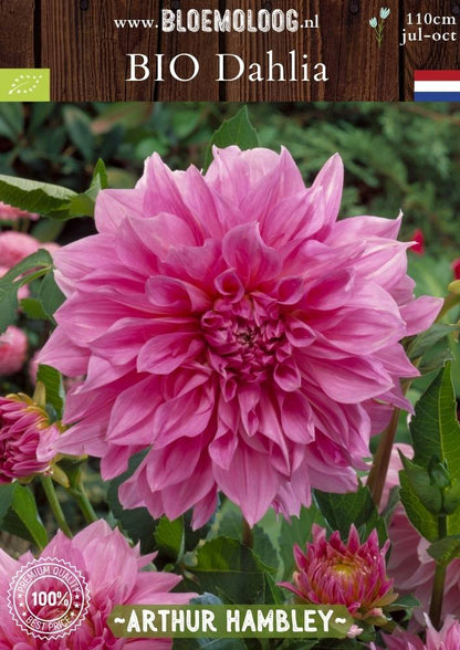 Bio Dahlia 'Arthur Hambley' -Biologische roze grootbloemige dinnerplate dahlia | Bloemoloog.nl