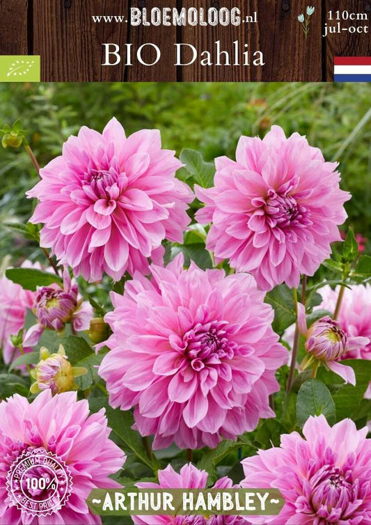 Bio Dahlia 'Arthur Hambley' -Biologische roze grootbloemige dinnerplate dahlia | Bloemoloog.nl