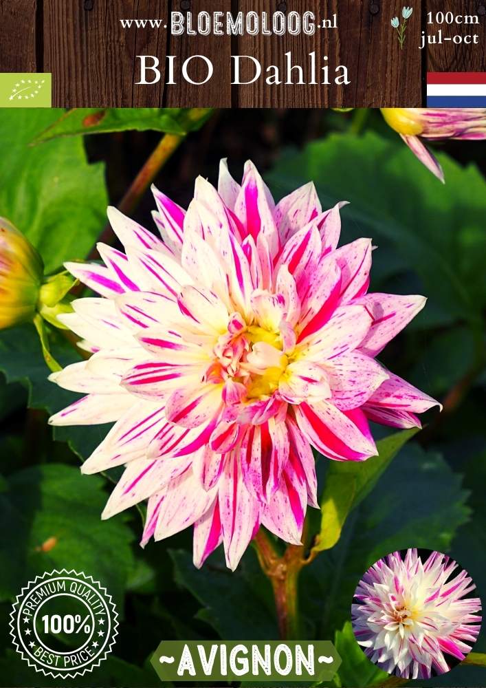 Bio Dahlia 'Avignon' - biologische roze/witte, grootbloemige dinnerplate dahlia | Bloemoloog