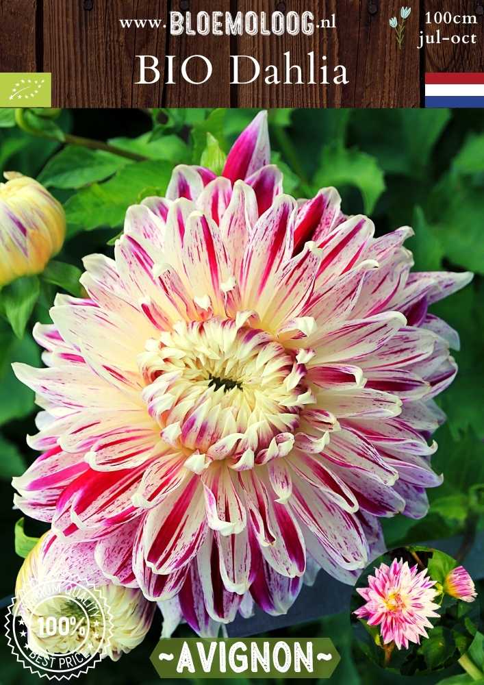 Bio Dahlia 'Avignon' - biologische roze/witte, grootbloemige dinnerplate dahlia | Bloemoloog