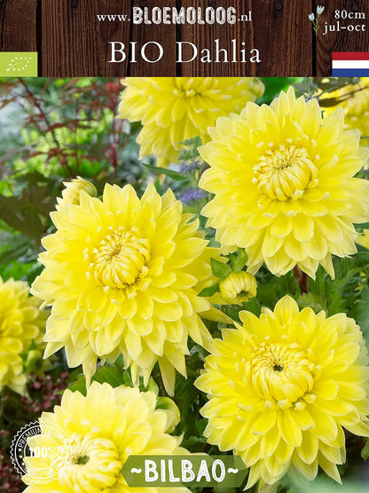 Bio Dahlia 'Bilbao'- gele semi-cactus dahlia in groep