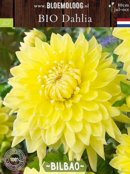 Bio Dahlia 'Bilbao' - gele semi-cactus dahlia van dichtbij 