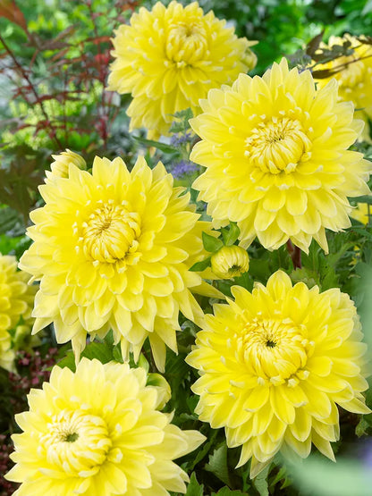 Bio Dahlia 'Bilbao' - gele semi-cactus dahlia zonder frame