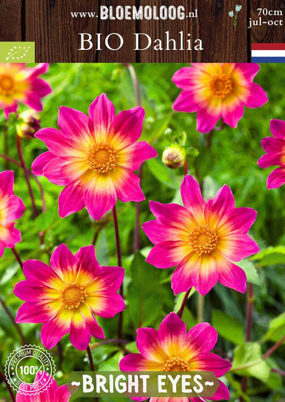 Bio Dahlia 'Bright Eyes' Roze-gele open hart Dahlia biologisch