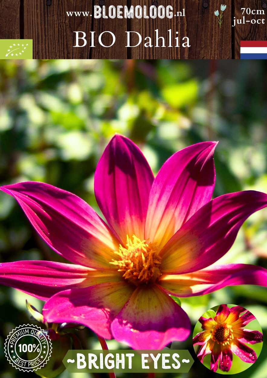 Bio Dahlia 'Bright Eyes' Roze-gele open hart Dahlia biologisch