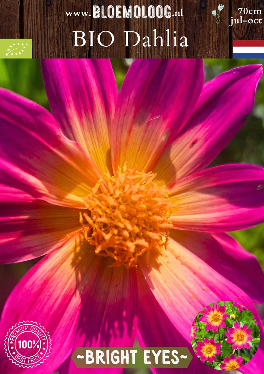 Bio Dahlia 'Bright Eyes' Roze-gele open hart Dahlia biologisch