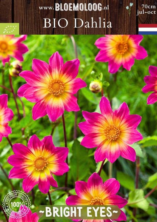 Bio Dahlia 'Bright Eyes' - Biologische roze gele open hartje Dahlia | Bloemoloog