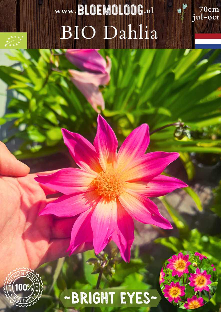 Bio Dahlia 'Bright Eyes' Roze-gele open hart Dahlia biologisch