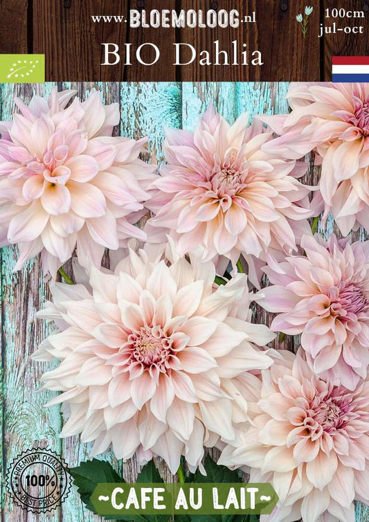 Bio Dahlia 'Cafe Au Lait' - koffie kleurig crème witte dahlia biologische bloembollen | Bloemoloog