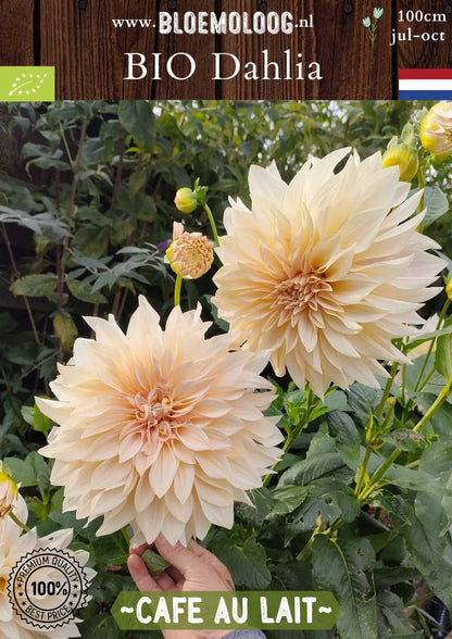 Bio Dahlia 'Cafe Au Lait' - koffie kleurig crème witte dahlia biologische bloembollen | Bloemoloog