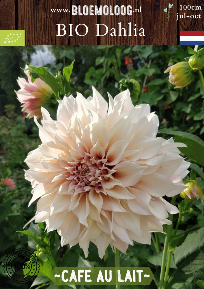 Bio Dahlia 'Cafe Au Lait' - koffie kleurig crème witte dahlia biologische bloembollen | Bloemoloog