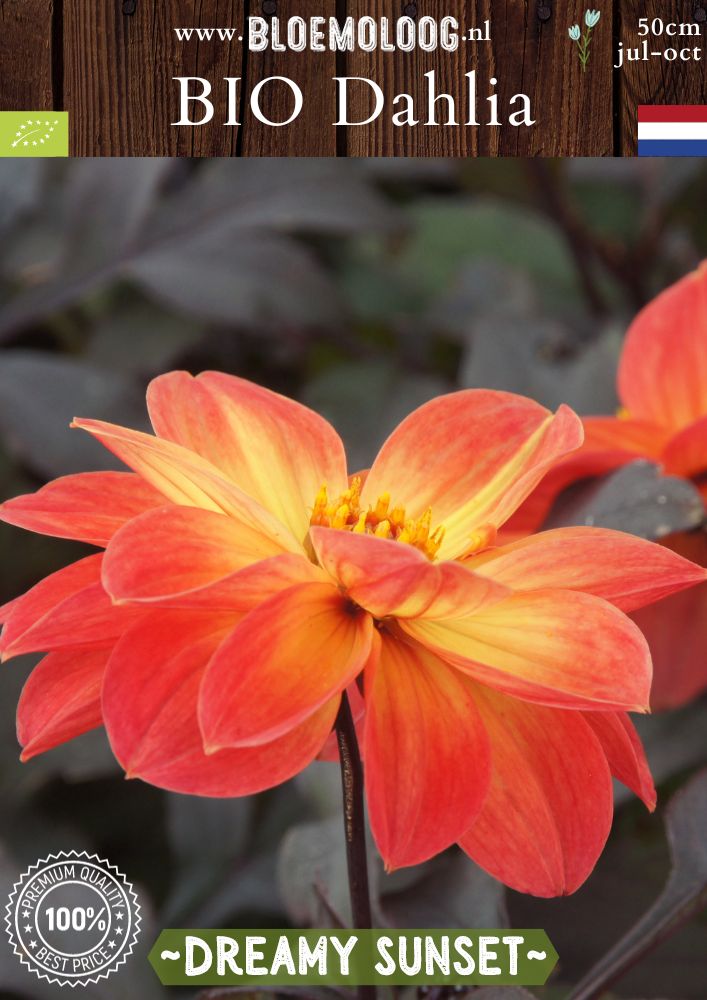 Bio Dahlia 'Dreamy Sunset' donkerbladige oranje open hart dahlia - Bloemoloog