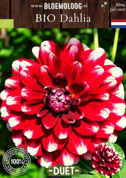 Bio Dahlia 'Duet' - Biologische rood/witte, middelgrootbloemige decoratieve dahlia | Bloemoloog