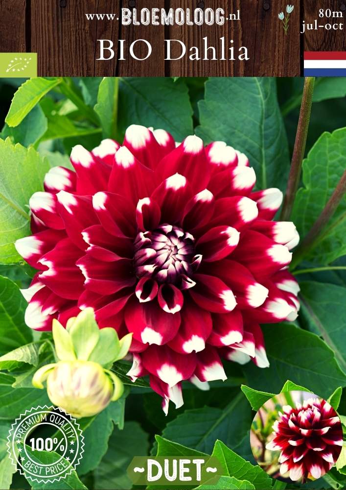 Bio Dahlia 'Duet' - Biologische rood/witte, middelgrootbloemige decoratieve dahlia | Bloemoloog