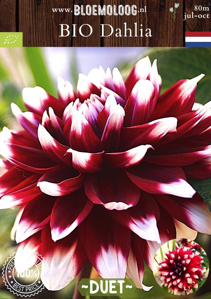 Bio Dahlia 'Duet' - Biologische rood/witte, middelgrootbloemige decoratieve dahlia | Bloemoloog