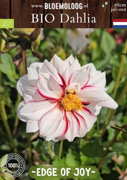 Bio Dahlia 'Edge of Joy' - biologische witte enkelbloemige dahlia met roze accenten | Bloemoloog