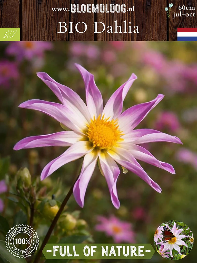 Bio Dahlia 'Full of Nature' - Wit-roze open dahlia