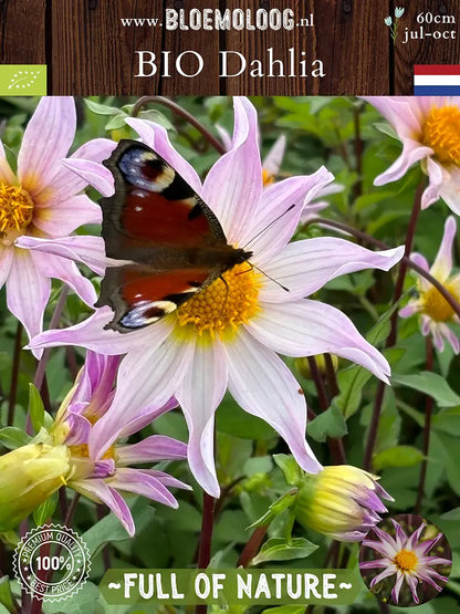 Bio Dahlia 'Full of Nature' met vlinder