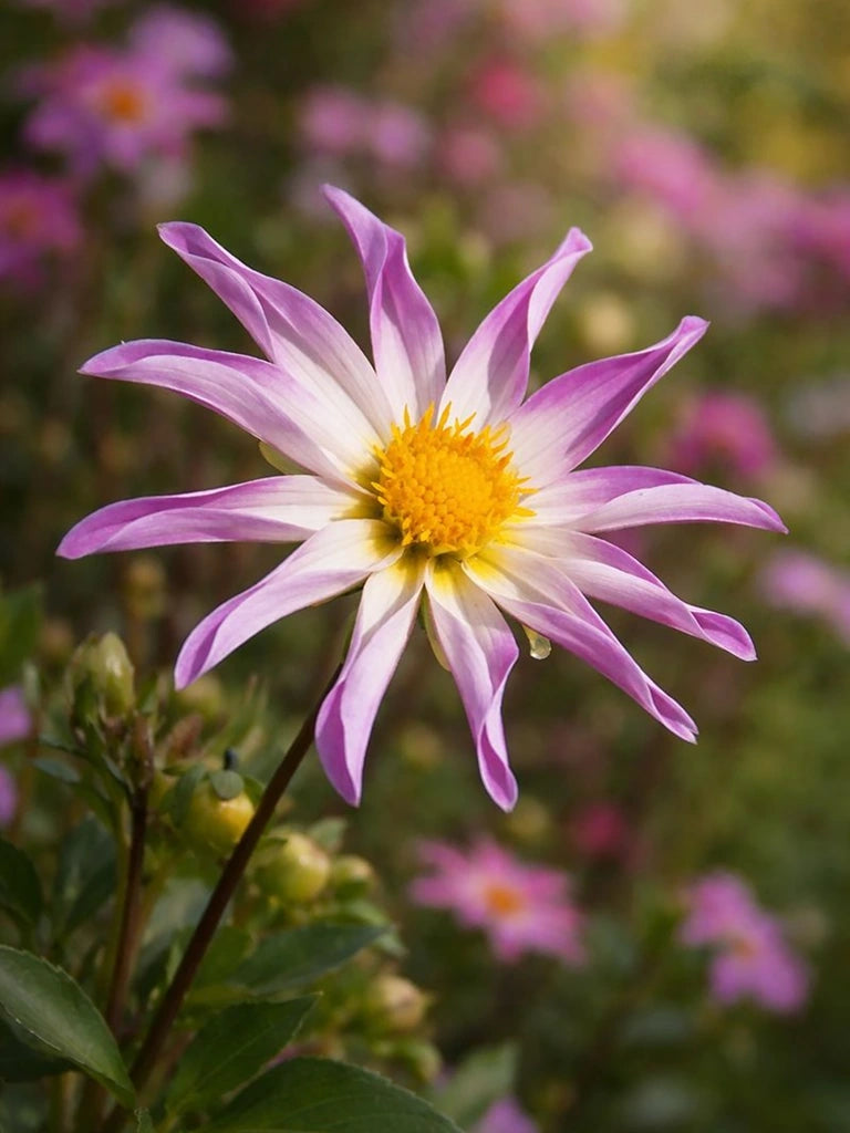 Bio Dahlia 'Full of Nature' zonder frame
