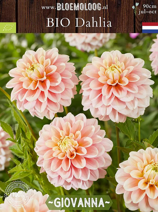 Bio Dahlia 'Giovanna' - Zacht roze dahlia in groep