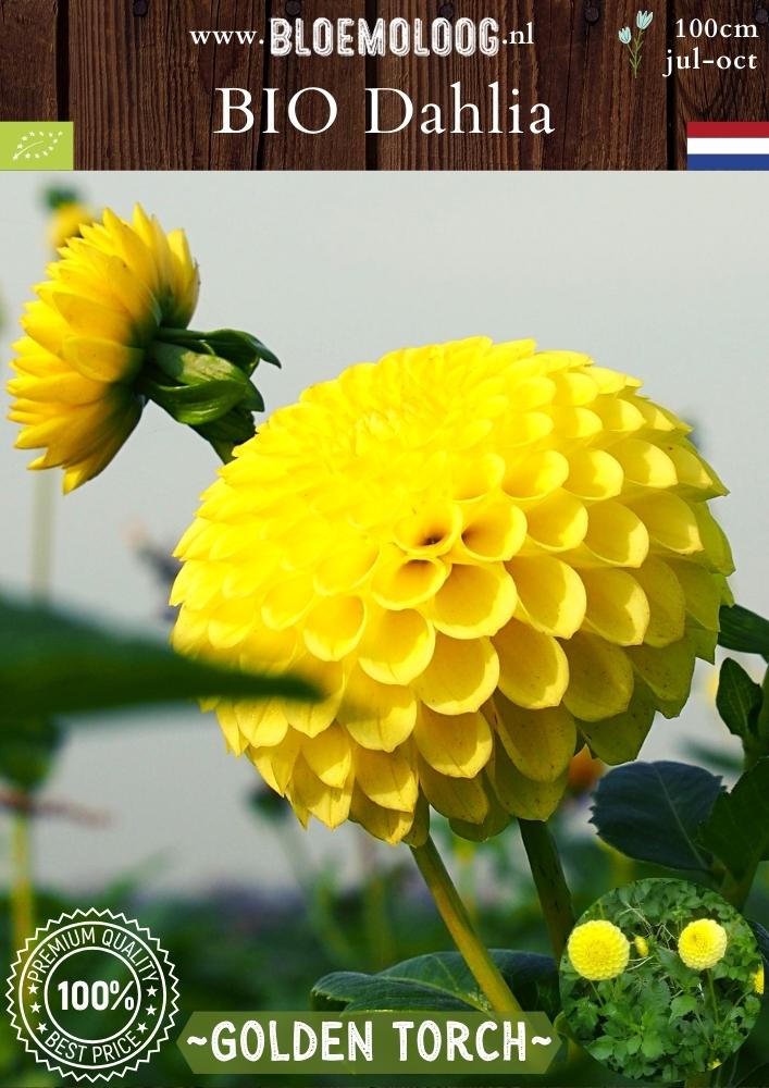 Bio Dahlia 'Golden Torch' - Biologische gele baldahlia | Bloemoloog