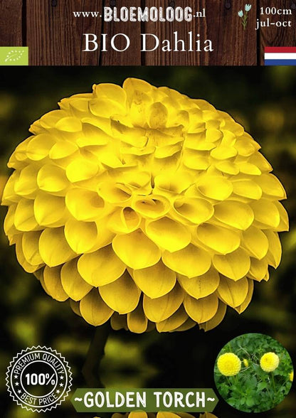 Bio Dahlia 'Golden Torch' - Biologische gele baldahlia | Bloemoloog