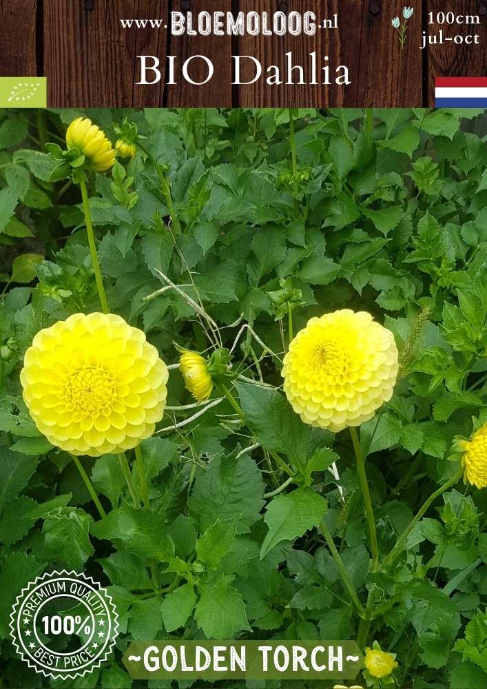 Bio Dahlia 'Golden Torch' - Biologische gele baldahlia | Bloemoloog