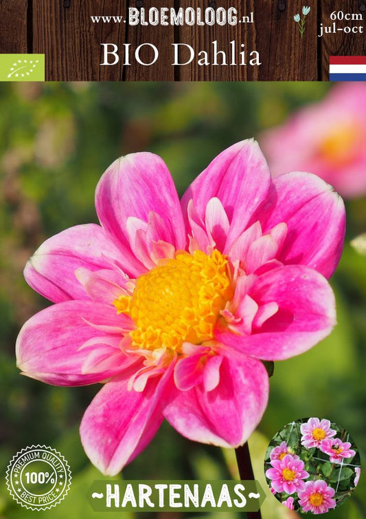 Bio Dahlia 'Hartenaas' biologische roze-gele halskraag dahlia - Bloemoloog