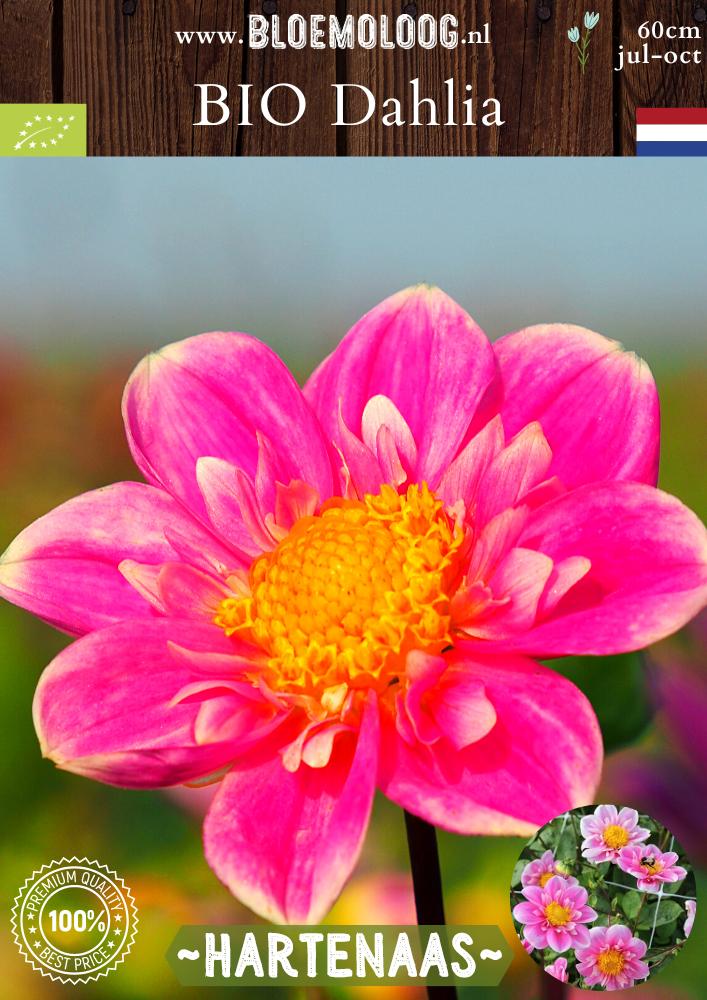 Bio Dahlia 'Hartenaas' biologische roze-gele halskraag dahlia - Bloemoloog