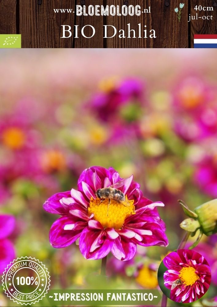 Bio Dahlia 'Impression Fantastico' biologische roze halskraag dahlia - Bloemoloog