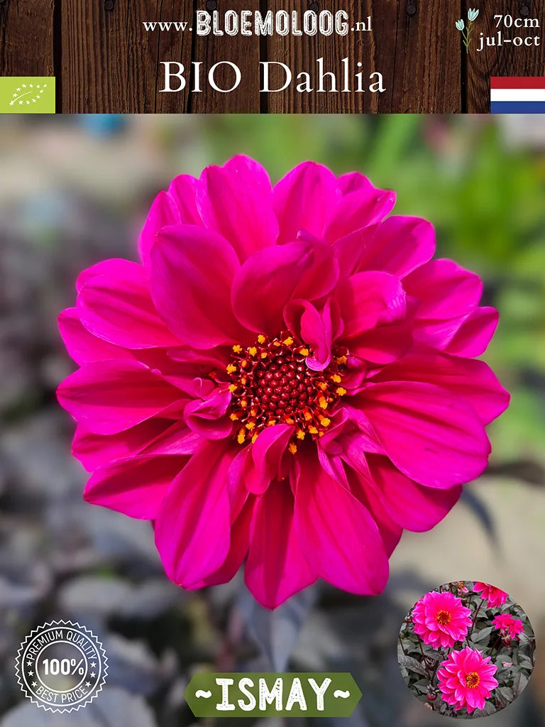 Bio Dahlia 'Ismay' - enkelbloemige dahlia van voren