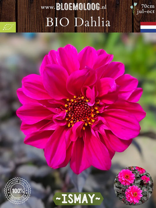 Bio Dahlia 'Ismay' - enkelbloemige dahlia van voren