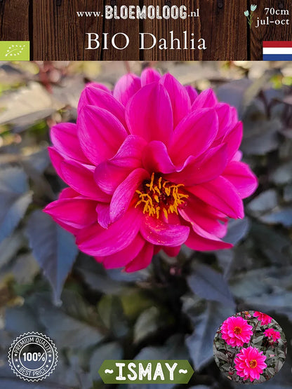 Bio Dahlia 'Ismay' - roze enkelbloemige, bijenvriendelijke dahlia